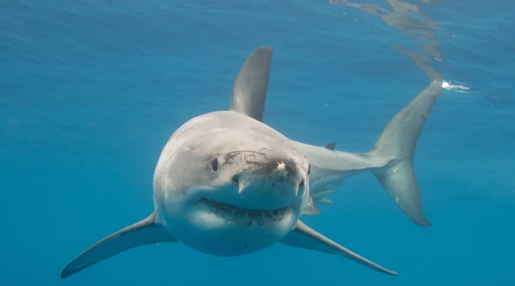 un ejemplar de tiburón blanco nadando por las aguas.