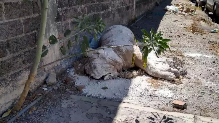 leon-africano-iztapalapa (1).jpg