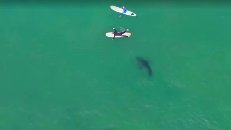 Tiburón nada debajo de los surfistas en California