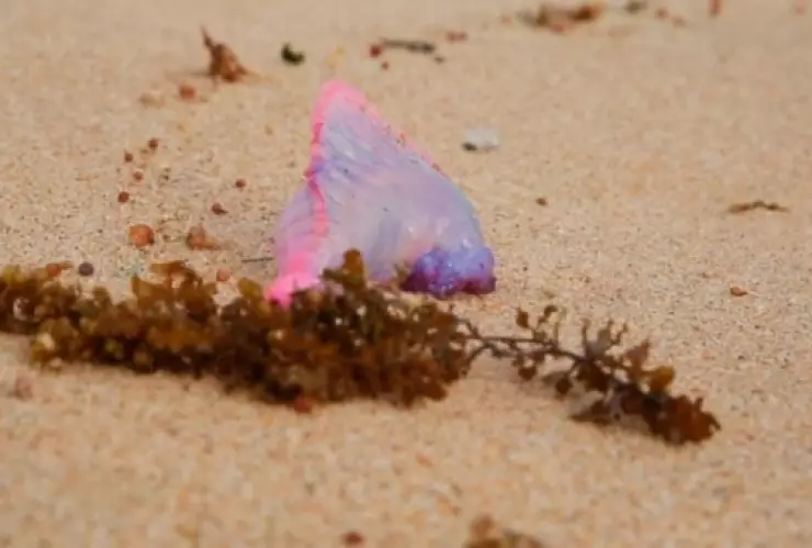 Las playas de Yucatán están en alerta por la presencia de carabelas portuguesas.