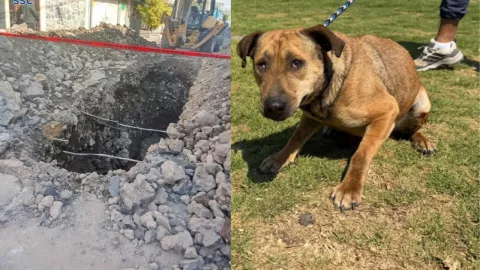 Rescatan a perrita ciega que cayó en excavación de tres metros en Iztapalapa, CDMX