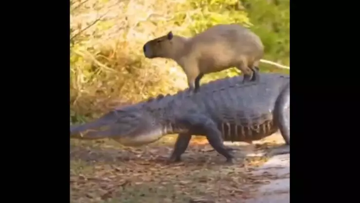 ¡Son mejores amigos! Capibara y cocodrilo se vuelven amigos y son la sensación en internet