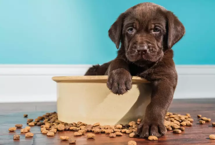 Profeco revela cuáles son las mejores croquetas para perro