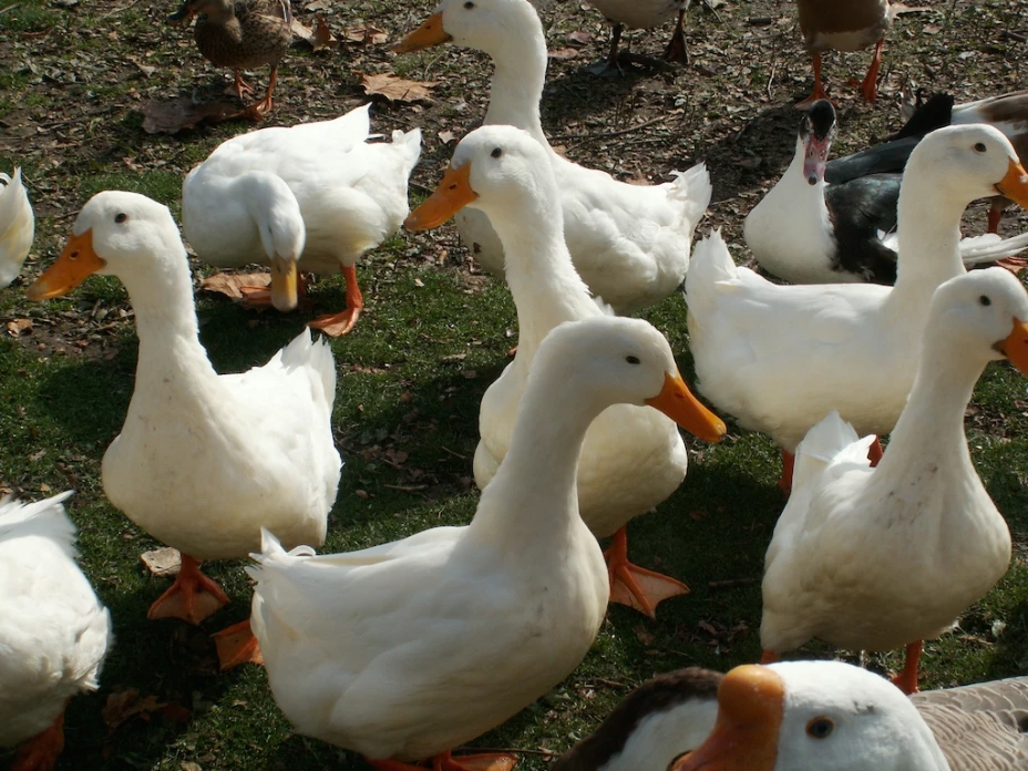 El jardinero de 24 años fue acusado de 9 cargos por crueldad contra los animales.