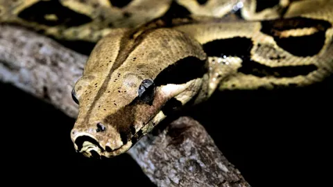 Serpiente pitón