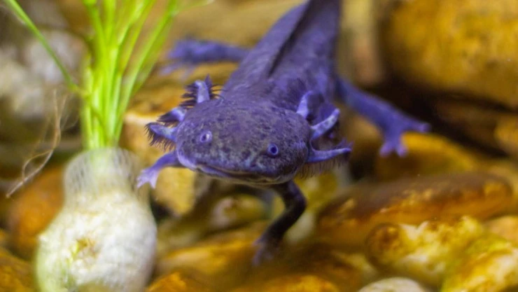 Conoces el Ajolotario del Parque Chapultepec en Cuernavaca