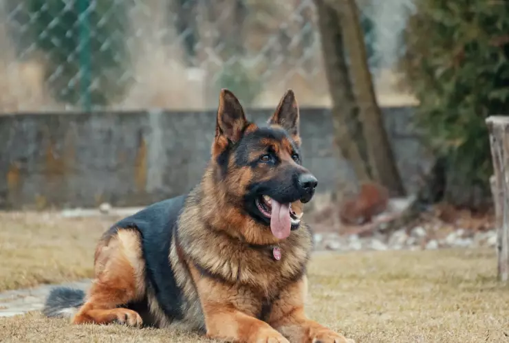 Cómo denunciar el maltrato animal en CDMX