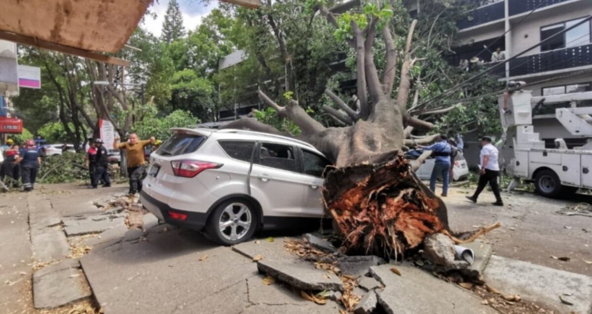 ¿Quién paga los daños si le cae un árbol a mi carro en CDMX?