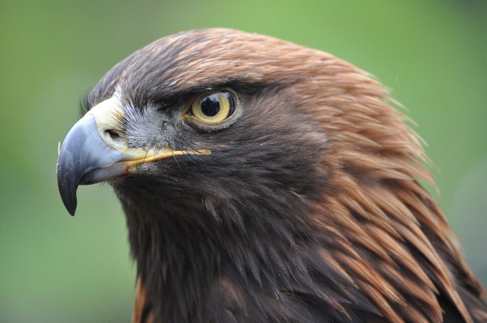 Emblemática águila real mexicana continúa en peligro de extinción Emblemática águila real mexicana continúa en peligro de extinción