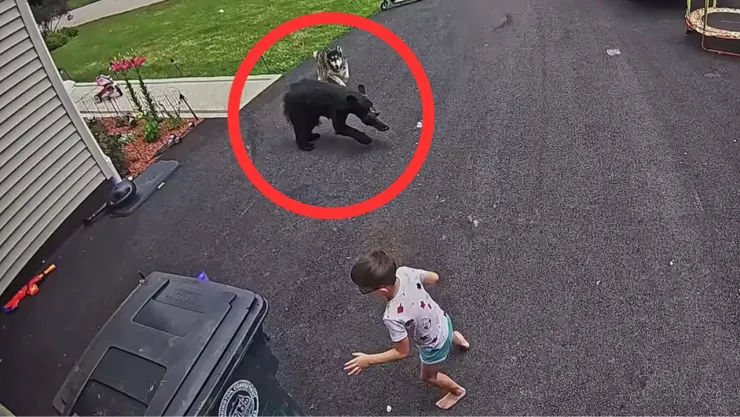 Husky enfrenta a oso negro para proteger a niño y recibe homenaje en Connecticut
