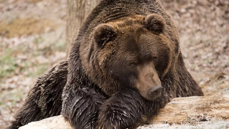 ¡Deprimido y obeso! Rescatan a oso encerrado en jaula por 20 años