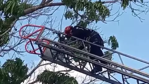 PORTADA GATITA BELEM MÉRIDA.jpg