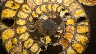 El Día de Fibonacci.png