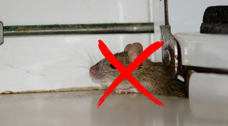 Cómo evitar que los roedores entren en tu casa: 6 medidas seguras y efectivas