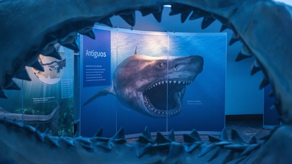 Exposición tiburones.jpg