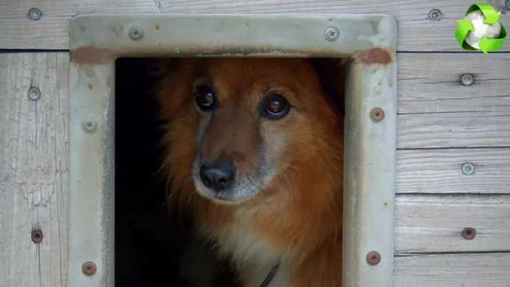 Cómo hacer una casita para perro con material reciclado, según la IA.jpg