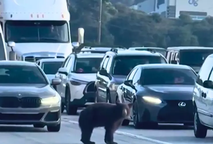 Un oso ingresó a una autopista en California