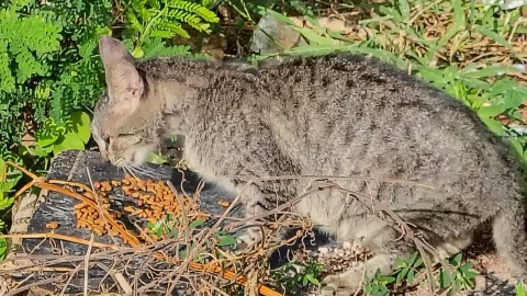 gato abandonado ycuatan