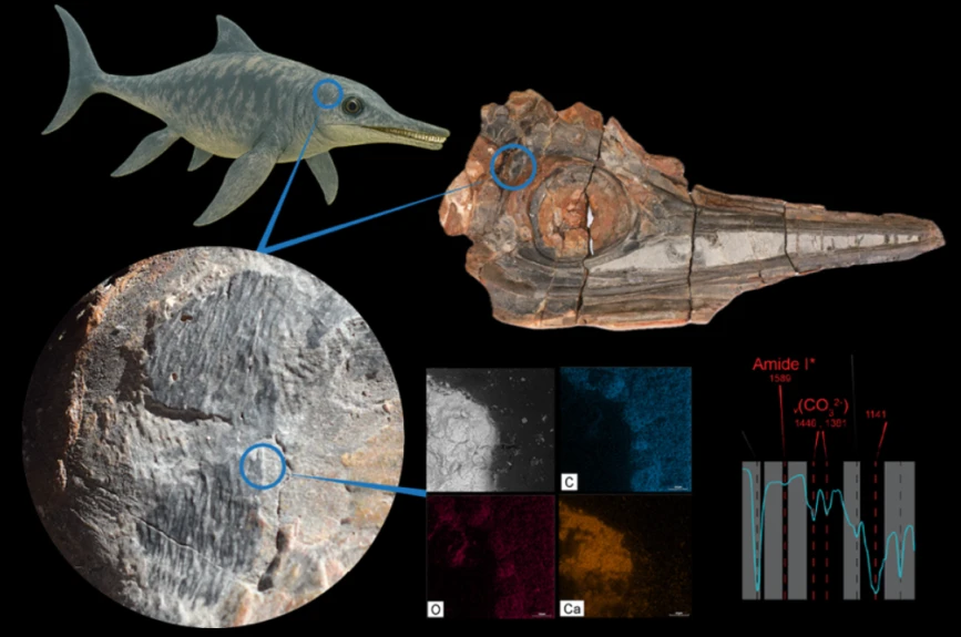 Reconstrucción ictiosaurio