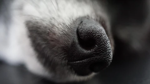 perrito atropellado Santiago Miahuatlán