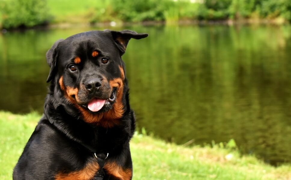 perros-inteligentes-razas 