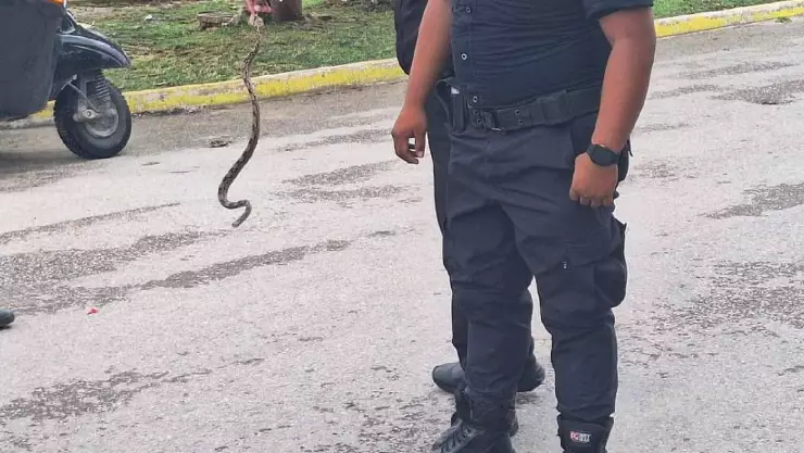 FOTOS_ Culebra es rescatada cuando casi es atropellada.jpg