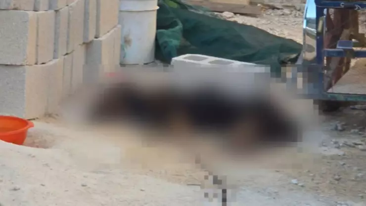 Muere perrito atacado por picaduras de abejas africanas en Yucatán