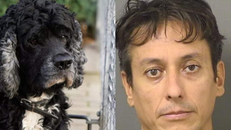 Detienen al propietario de una estética canina tras abusar de perros
