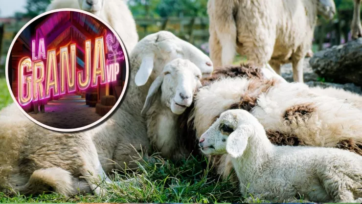 Tal vez haya ovejas en La Granja VIP, y esto es todo lo que debes saber sobre sus cuidados.jpg