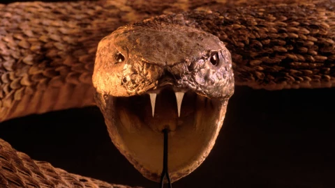 Temporada de serpientes en México