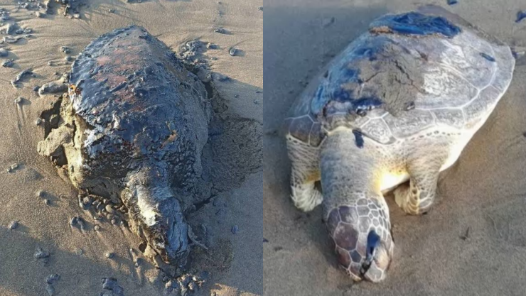 Tortugas muertas por petróleo crudo