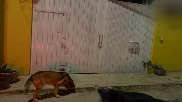 Intentan ingresar a refugio de animales en Puebla; rescatistas temen ataque