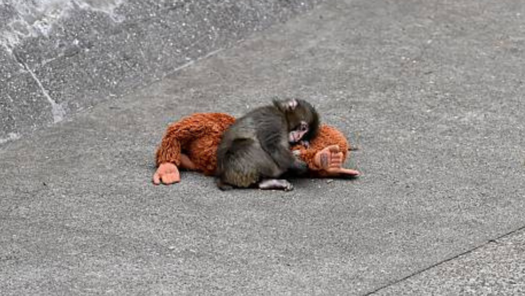 Tammy Parra capta agresión al mono Punch en el zoológico de Ichikawa, Japón.png