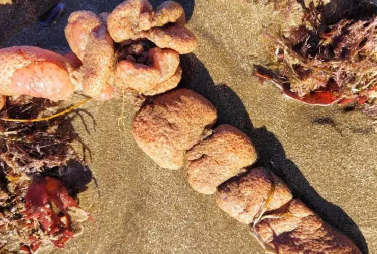 Alertan la llegada de Papas del mar a playas de Argentina
