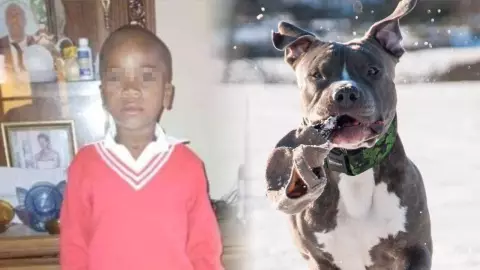 Niño fue mutilado por Pitbulls cuando iba a casa; mordieron su riñón