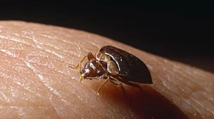 Día Mundial de la Enfermedad de Chagas