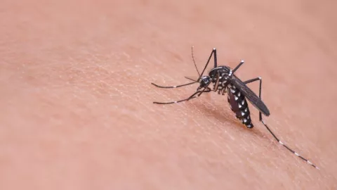 Mosquito del dengue en Tijuana