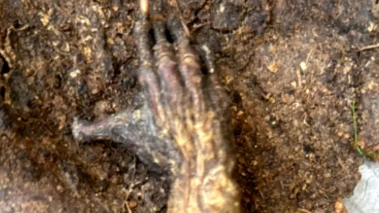 Mano de nahual en Veracruz