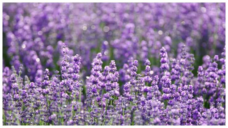 lavanda