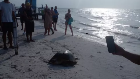 desove de tortuga arey en Holbox
