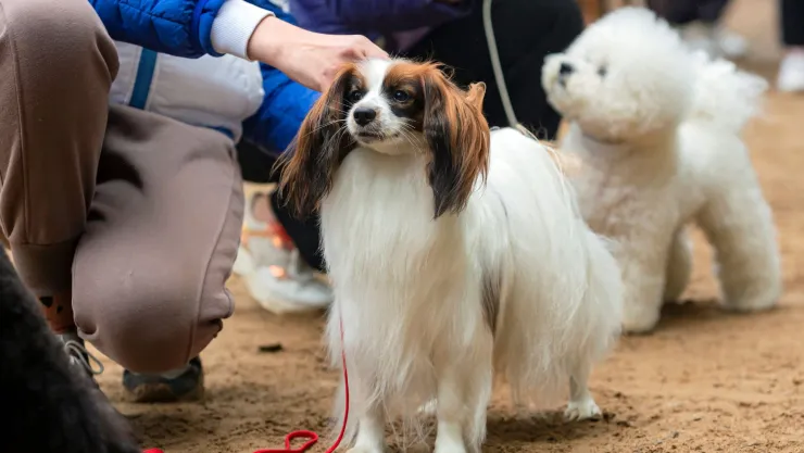 ¿Cuál es la raza de perro que menos te conviene en casa, según especialista?