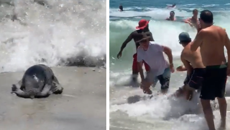 Foca ataca a turistas