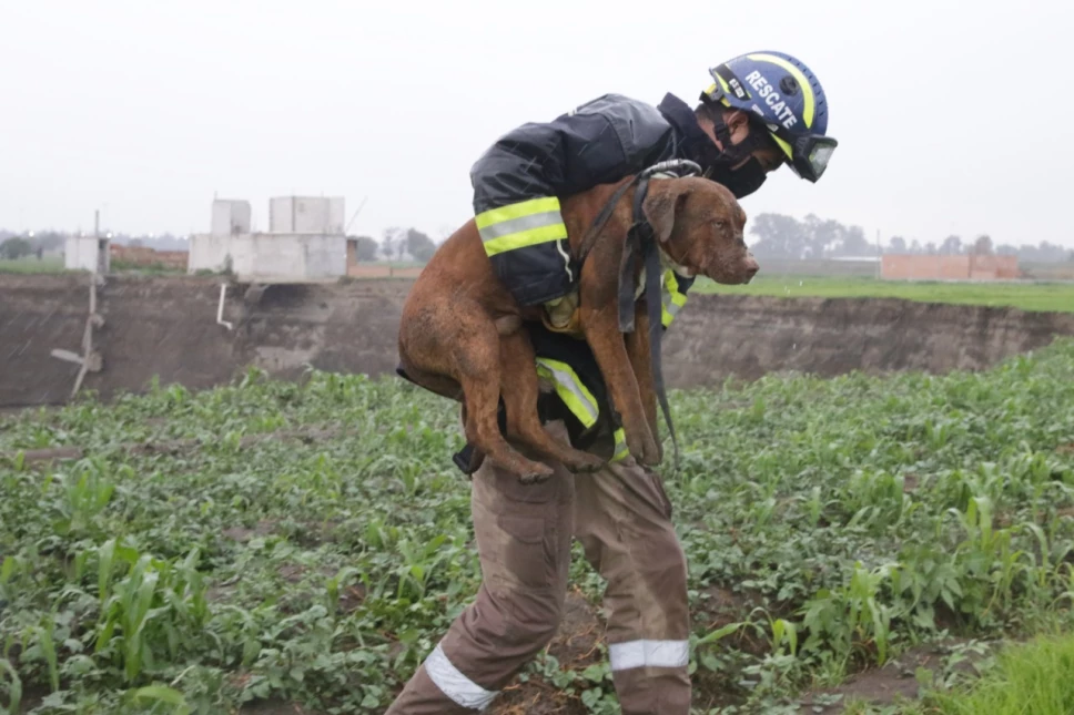 Rescatan a los dos perritos que cayeron a socavón de Puebla ¡Bravo!