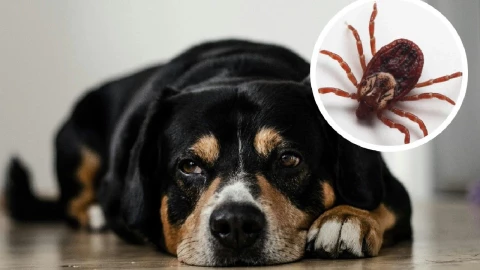 Los perros y garrapatas