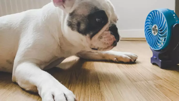 golpe de calor mascotas
