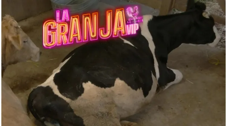 Revuelo en el establo de La Granja VIP por la vaca Jacinta.