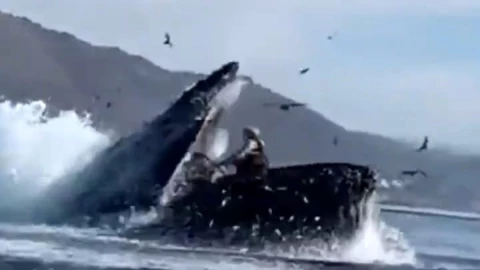 Ballena se traga a mujeres california