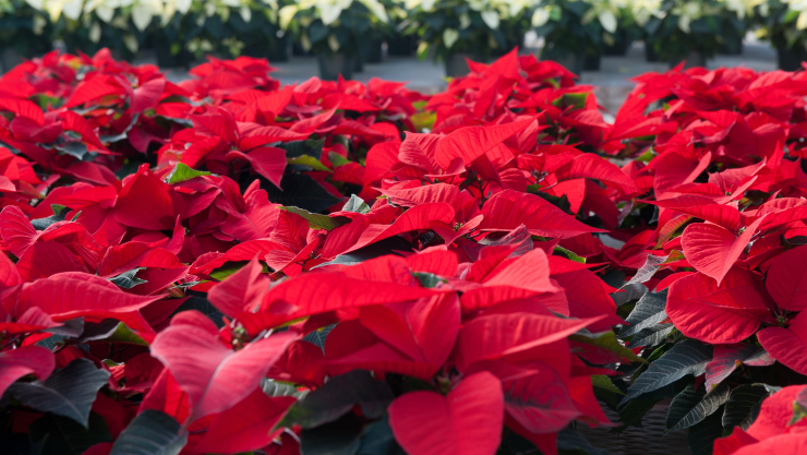 Dónde comprar nochebuenas en Morelos.