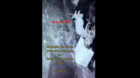 VIDEO: Abuelita se pelea con tigre, este fue el desenlace