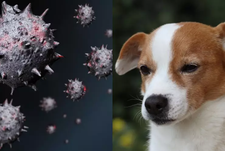 enfermedad que infecta a perros